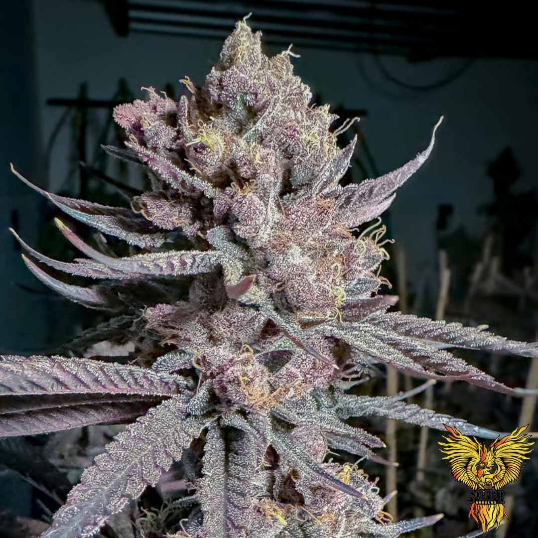 Ripe - Solfire Gardens kaufen