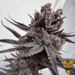 Trap God - Solfire Gardens kaufen