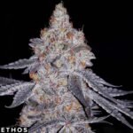 Banana Daddy R1 - Ethos Genetics