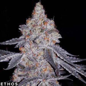 Banana Daddy R1 - Ethos Genetics