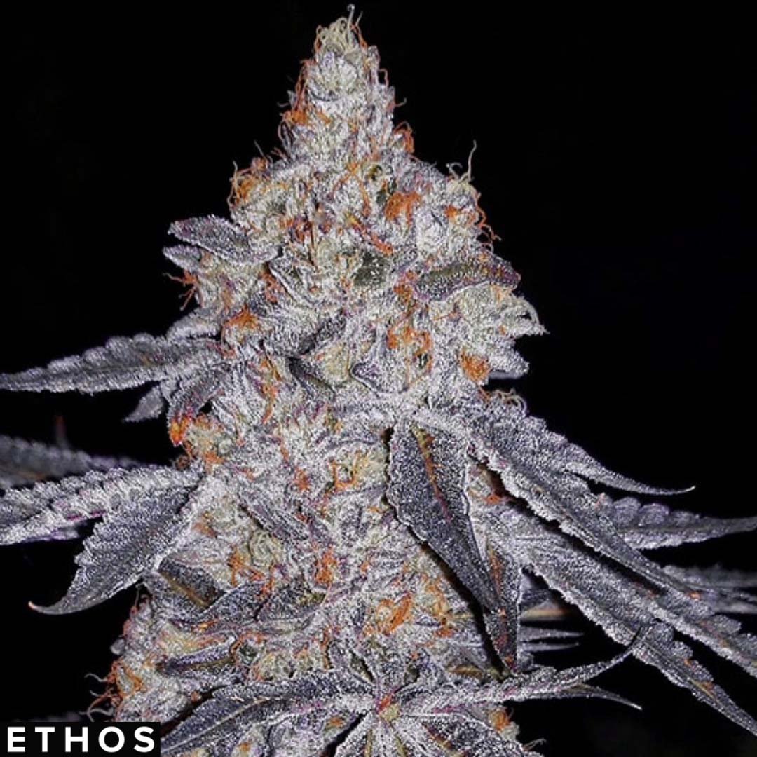 Banana Daddy R1 - Ethos Genetics