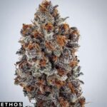 Banana Hammock RBX - Ethos Genetics