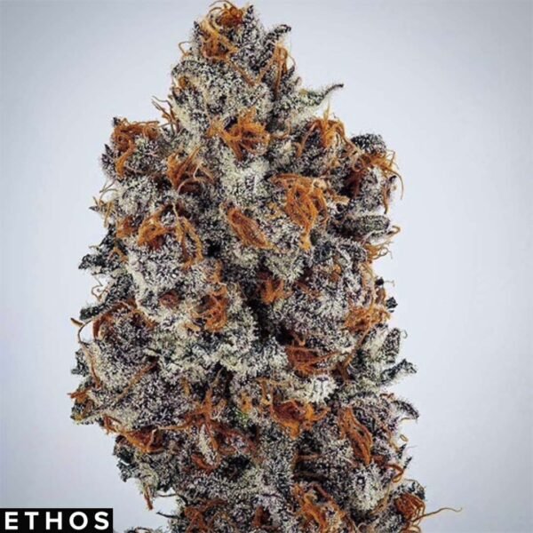 Banana Hammock RBX - Ethos Genetics Banana Hammock RBX - Ethos Genetics