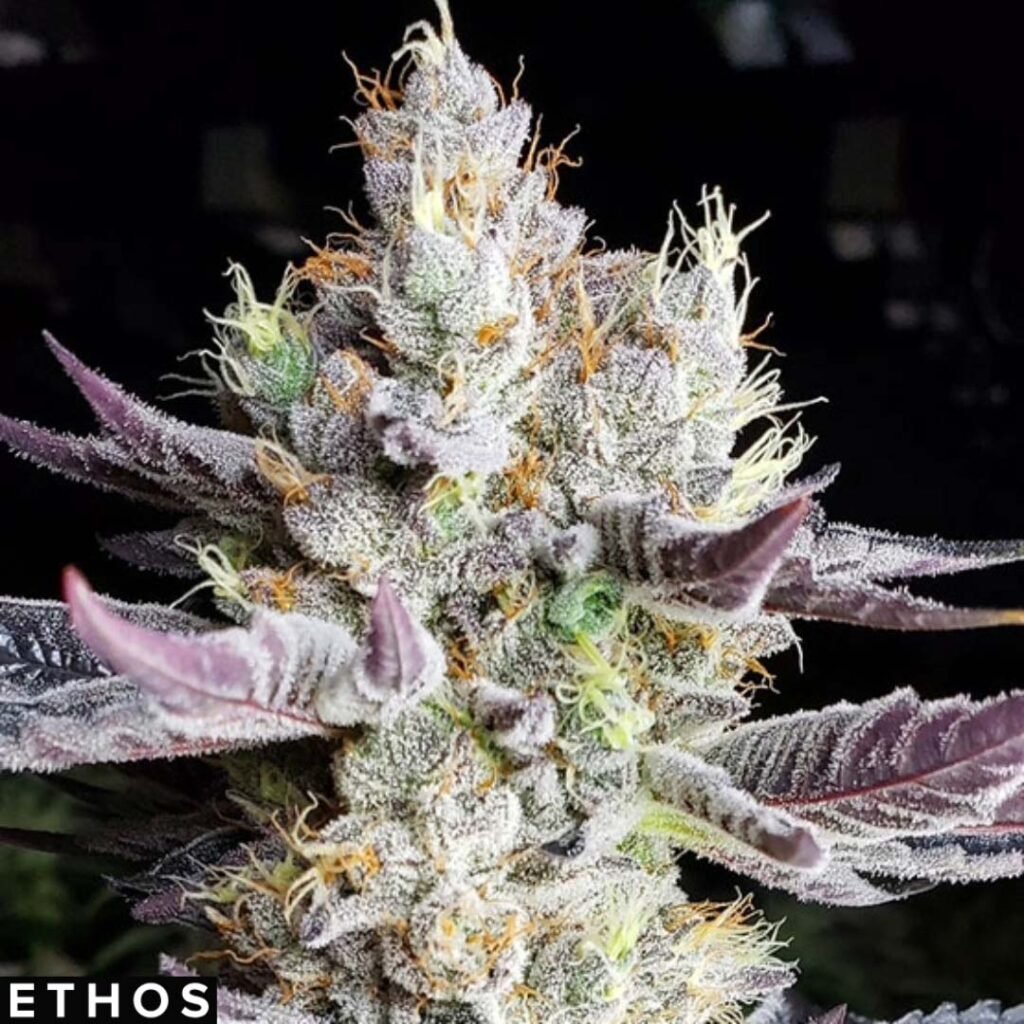 BooBerry Cookies RBX - Ethos Genetics