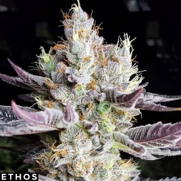 BooBerry Cookies RBX - Ethos Genetics