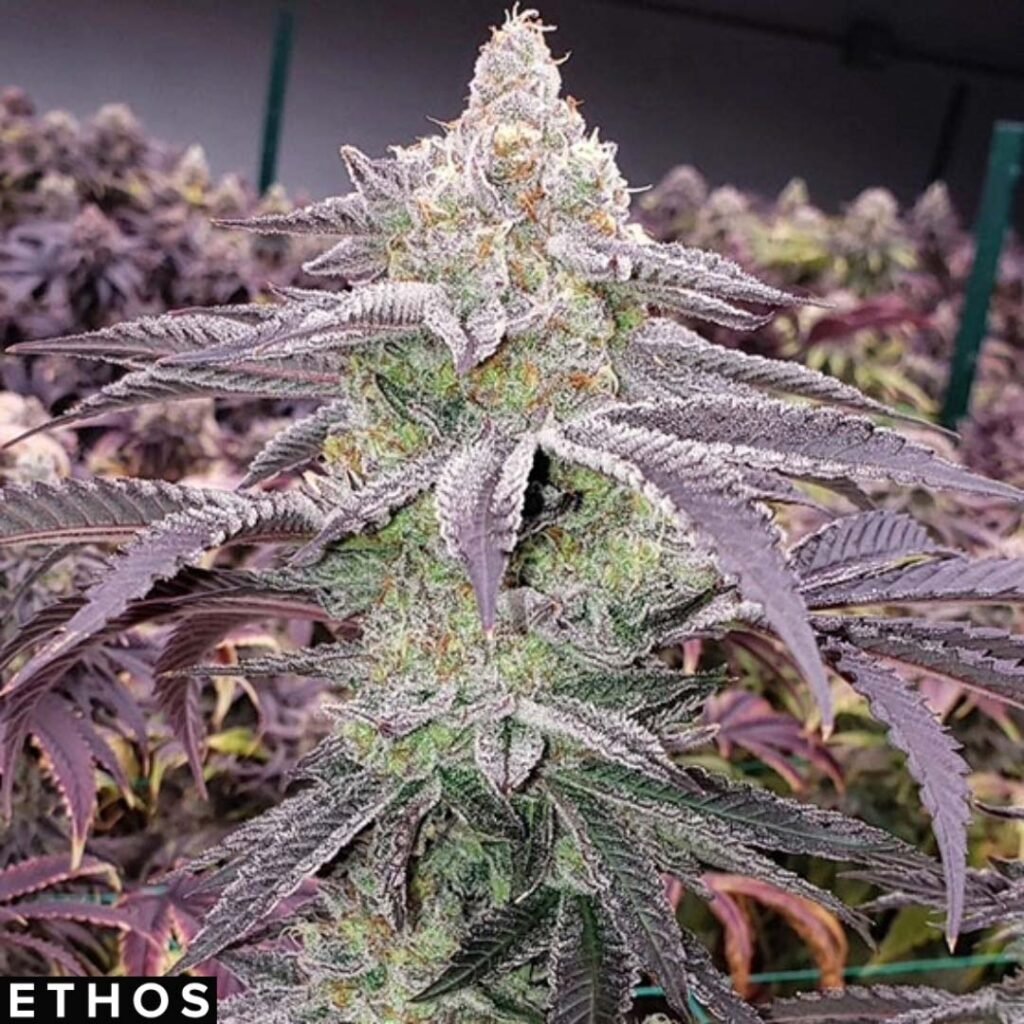 Colin OG RBX - Ethos Genetics