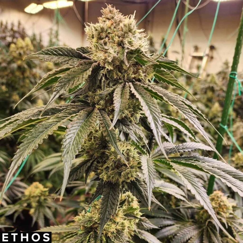 Dirty Banana Gen1 - Ethos Genetics