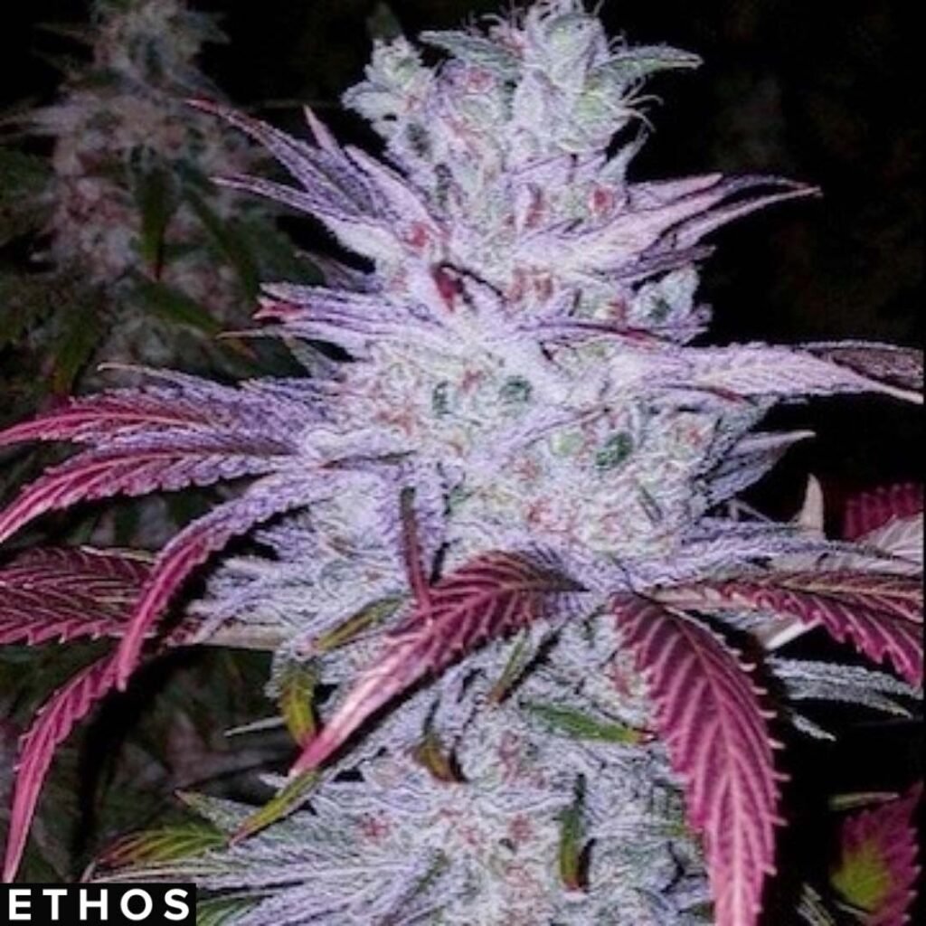 Early Lemon Berry RBX - Ethos Genetics