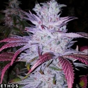 Early Lemon Berry RBX - Ethos Genetics