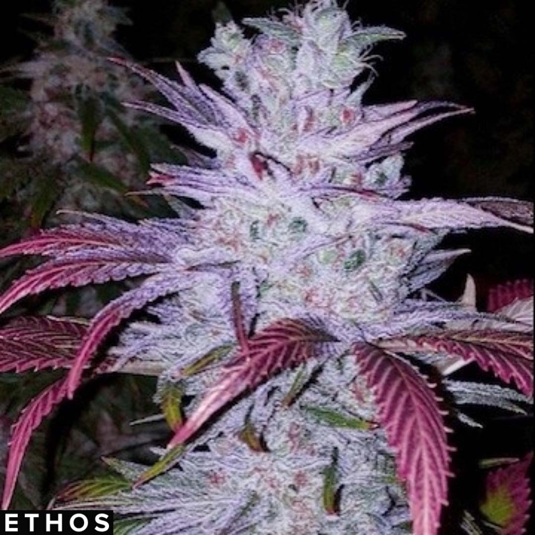 Early Lemon Berry RBX - Ethos Genetics