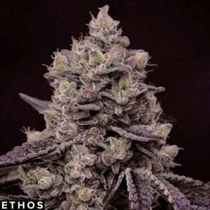 Fanta Sea RBX - Ethos Genetics