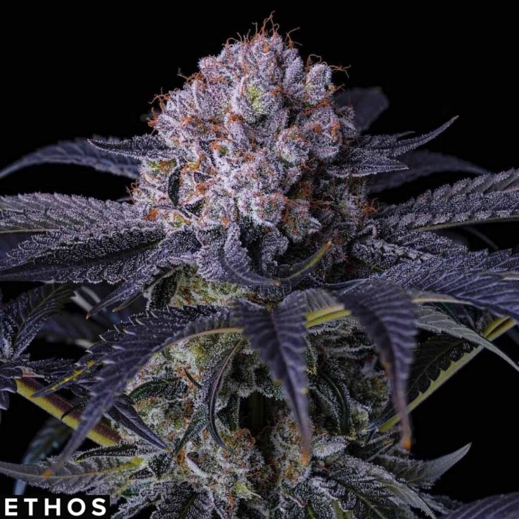 Grape Balls of Fire RBX - Ethos Genetics