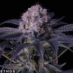 Grape Balls of Fire RBX - Ethos Genetics