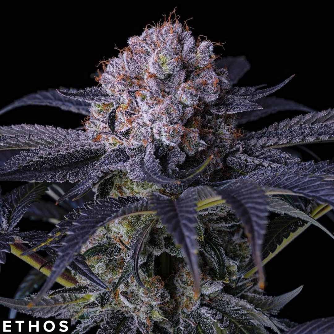 Grape Balls of Fire RBX - Ethos Genetics