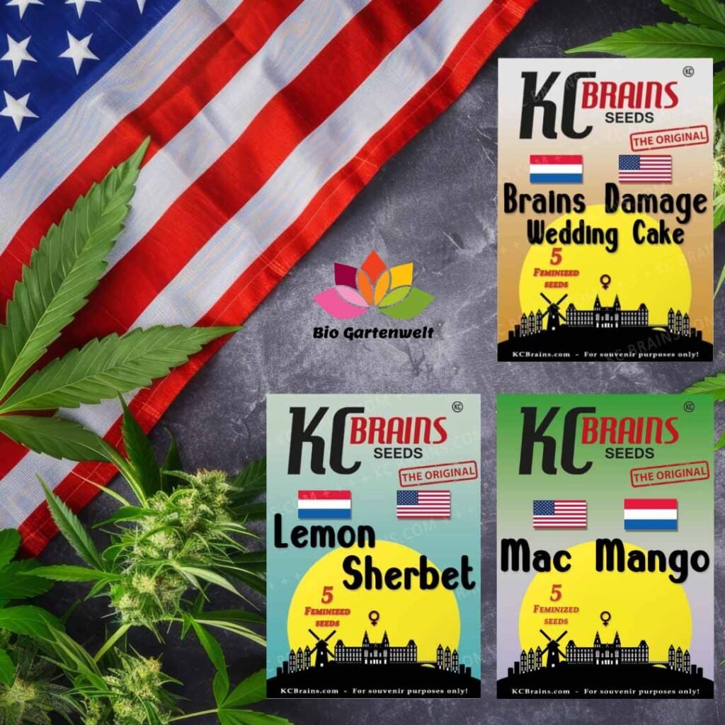 KC Brains USA Kollektion - Cannabis Samen kaufen