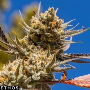 Lemon Candy Berry OG R2 - Ethos Genetics