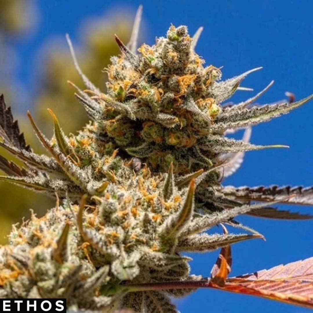 Lemon Candy Berry OG R2 - Ethos Genetics