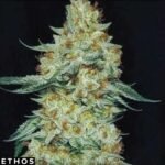 Member Berry RBX1 - Ethos Genetics
