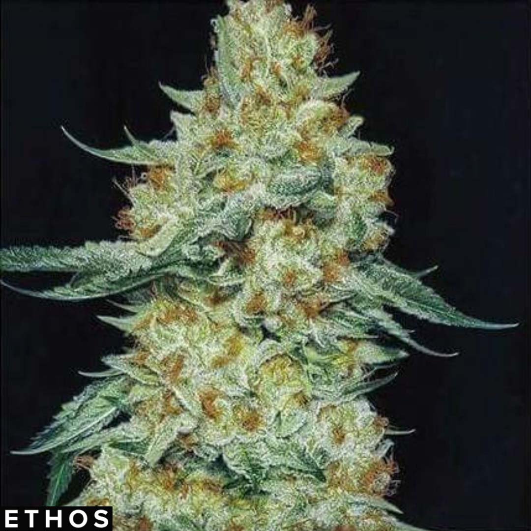 Member Berry RBX1 - Ethos Genetics