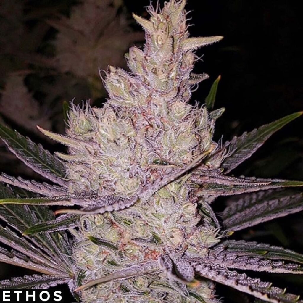 Orange Kush Cake R1 - Ethos Genetics