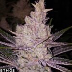 Orange Kush Cake R1 - Ethos Genetics