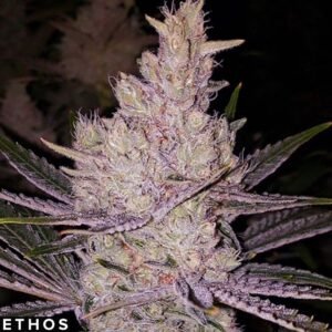 Orange Kush Cake R1 - Ethos Genetics