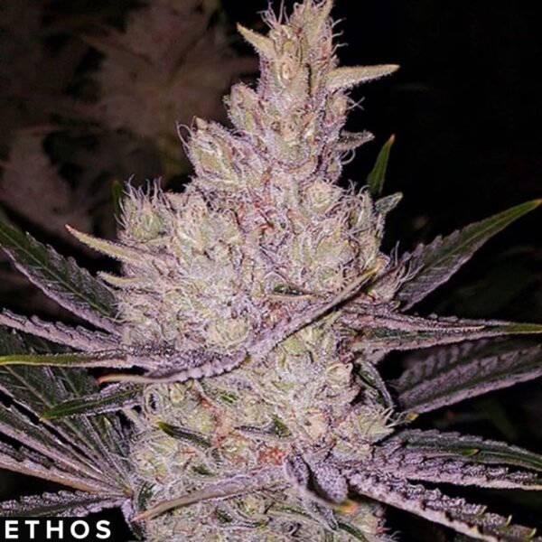 Orange Kush Cake R1 - Ethos Genetics