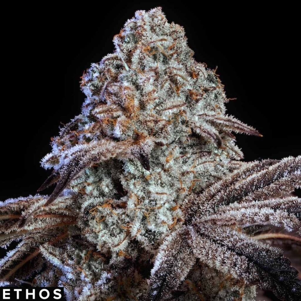 Psy-Op R1 - Ethos Genetics