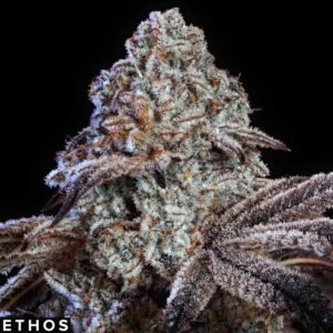 Psy-Op R1 - Ethos Genetics