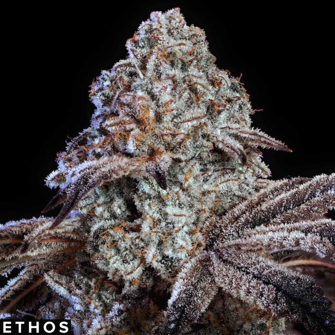 Psy-Op R1 - Ethos Genetics