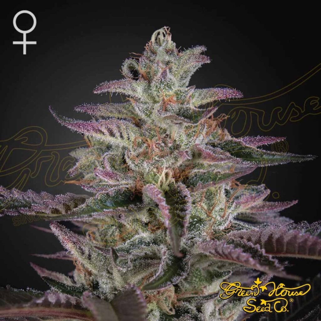Banana Krumble - Green House Seeds kaufen