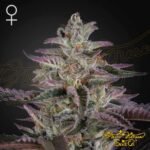 Banana Krumble - Green House Seeds kaufen