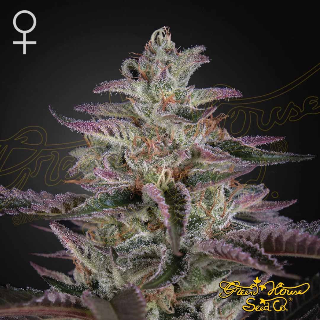 Banana Krumble - Green House Seeds kaufen