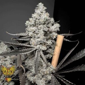 Barf Breathe - Solfire Gardens kaufen