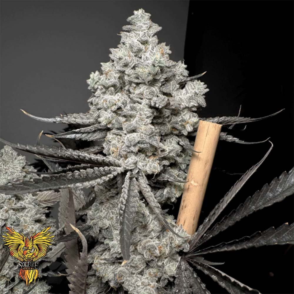 Barf Breathe - Solfire Gardens kaufen