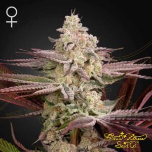 Chemical Bride - Green House Seeds kaufen