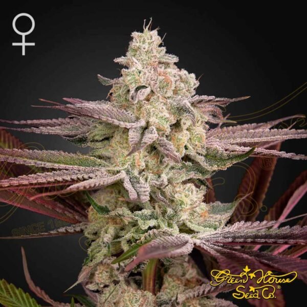 Chemical Bride - Green House Seeds kaufen