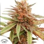 Durban Dew - Dutch Passion Produktbild