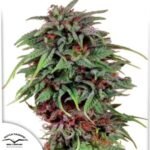 Durban Poison - Dutch Passion Produktbild