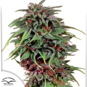 Durban Poison - Dutch Passion Produktbild