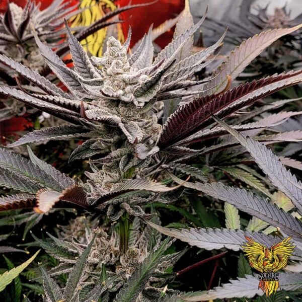 FX3 - Solfire Gardens kaufen