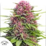 Frisian Dew - Dutch Passion Produktbild