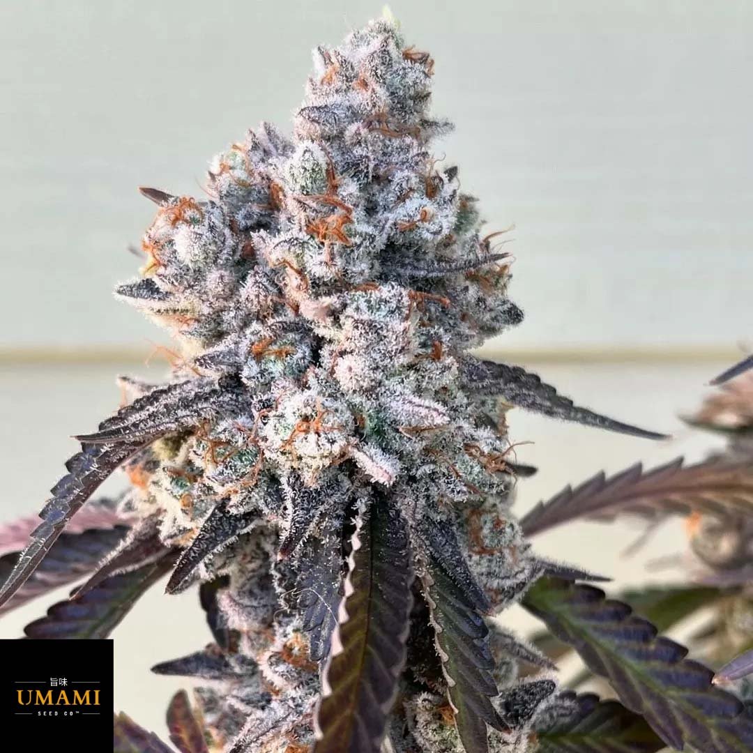 Frostade - Umami Seeds Cannabis Samen kaufen - Produktbild