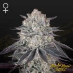 Fullgas - Green House Seeds kaufen