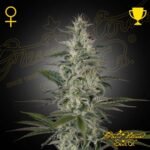 Hawaiian Snow - Green House Seeds kaufen