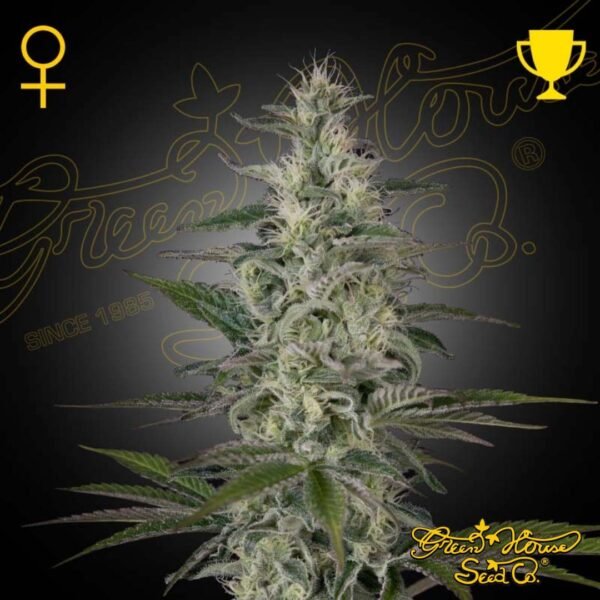 Hawaiian Snow - Green House Seeds kaufen