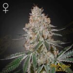 HighcloudZ - Green House Seeds kaufen