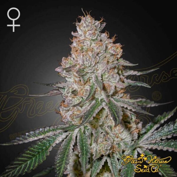 HighcloudZ - Green House Seeds kaufen