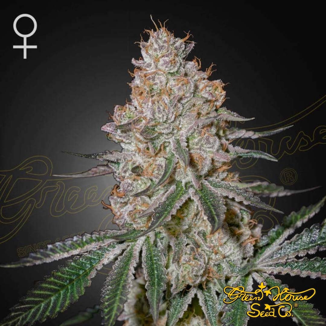 HighcloudZ - Green House Seeds kaufen