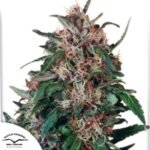 Hollands Hope - Dutch Passion Produktbild